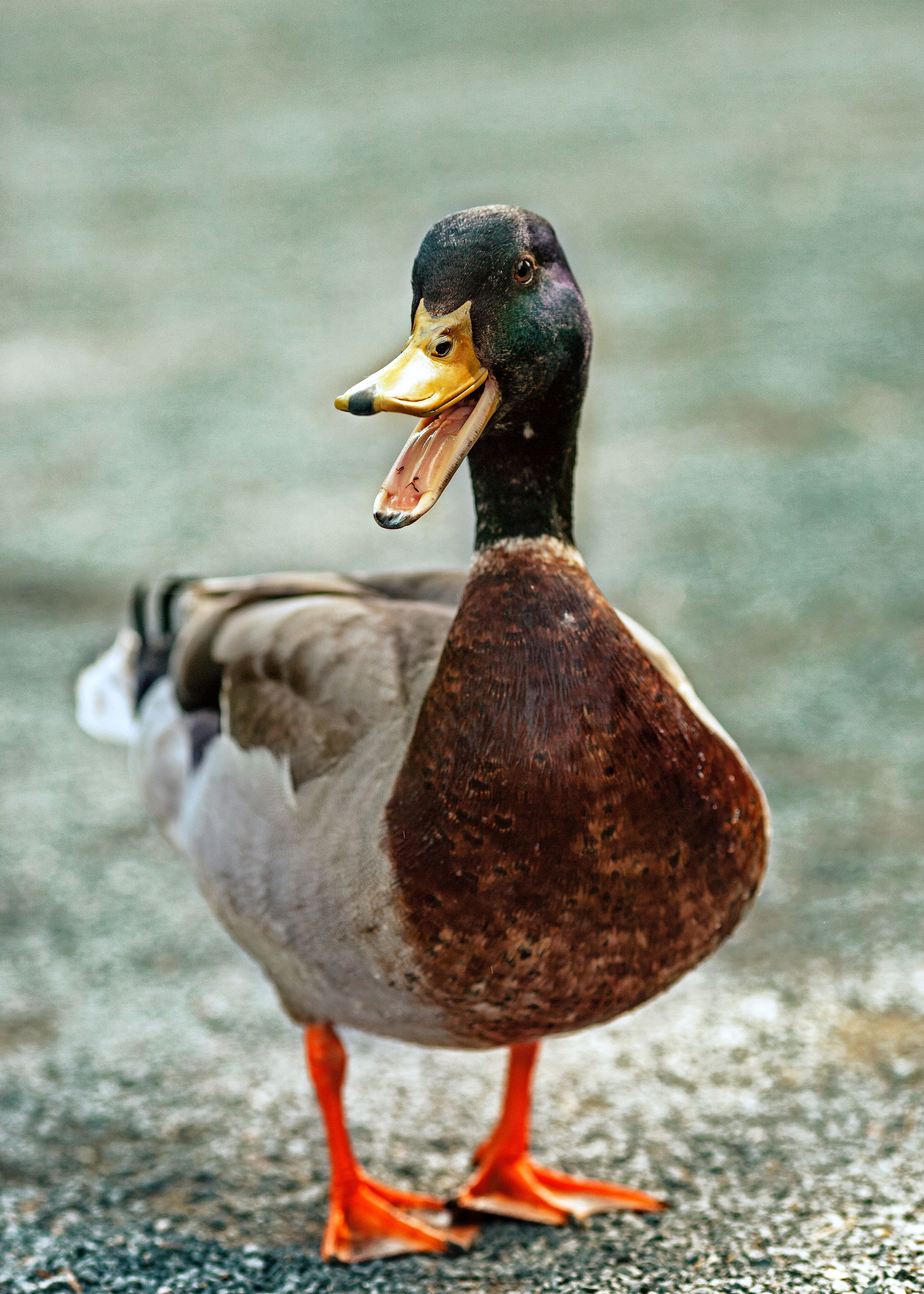 This is a duck. Ducks go 'quack', and remind me of Byram Bridle.